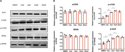 The Efficacy and Safety of the mTOR Signaling Pathway Activator, MHY1485, for in vitro Activation of Human Ovarian Tissue